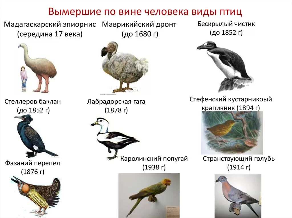 Исчезнувшие виды животных по вине человека. Вымершие птицы по вине человека. Исчезающие виды птиц. Вымершие птицы России. Какие птицы вымерли.