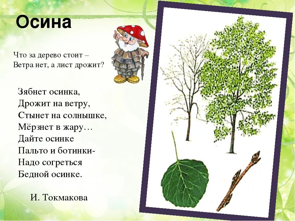 Трепещущие осинки