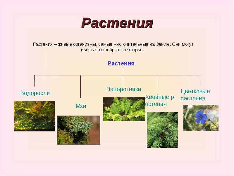Мхи хвойные папоротники какие группы растений пропущены. Таблица водоросли мхи папоротники хвойные цветковые растения. виды растений водоросли мхи папоротники. растение живой организм. мхи хвойные папоротники.