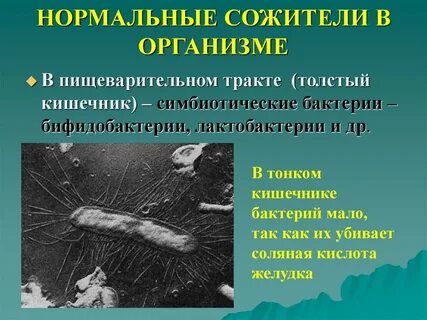 Роль кишечных бактерий