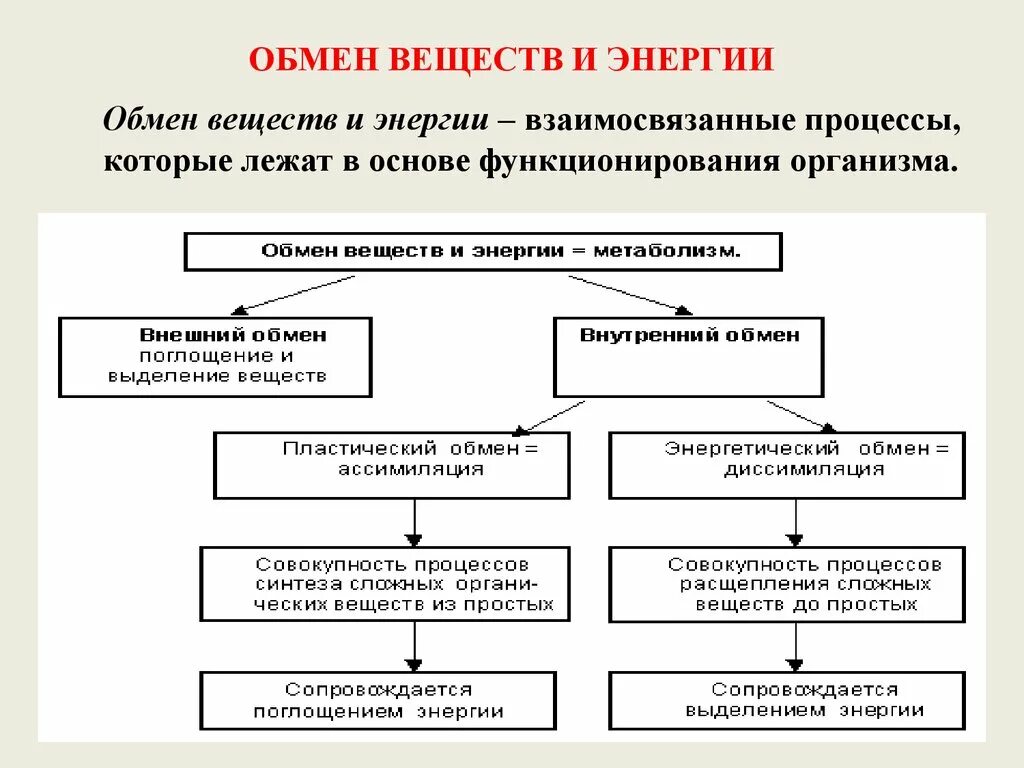 Основные функции обмена веществ. Общая схема обмена веществ в организме. Обмен веществ и превращение энергии схема. Общая схема обмена веществ и энергии в организме человека. Процессы обмена веществ и энергии таблица.