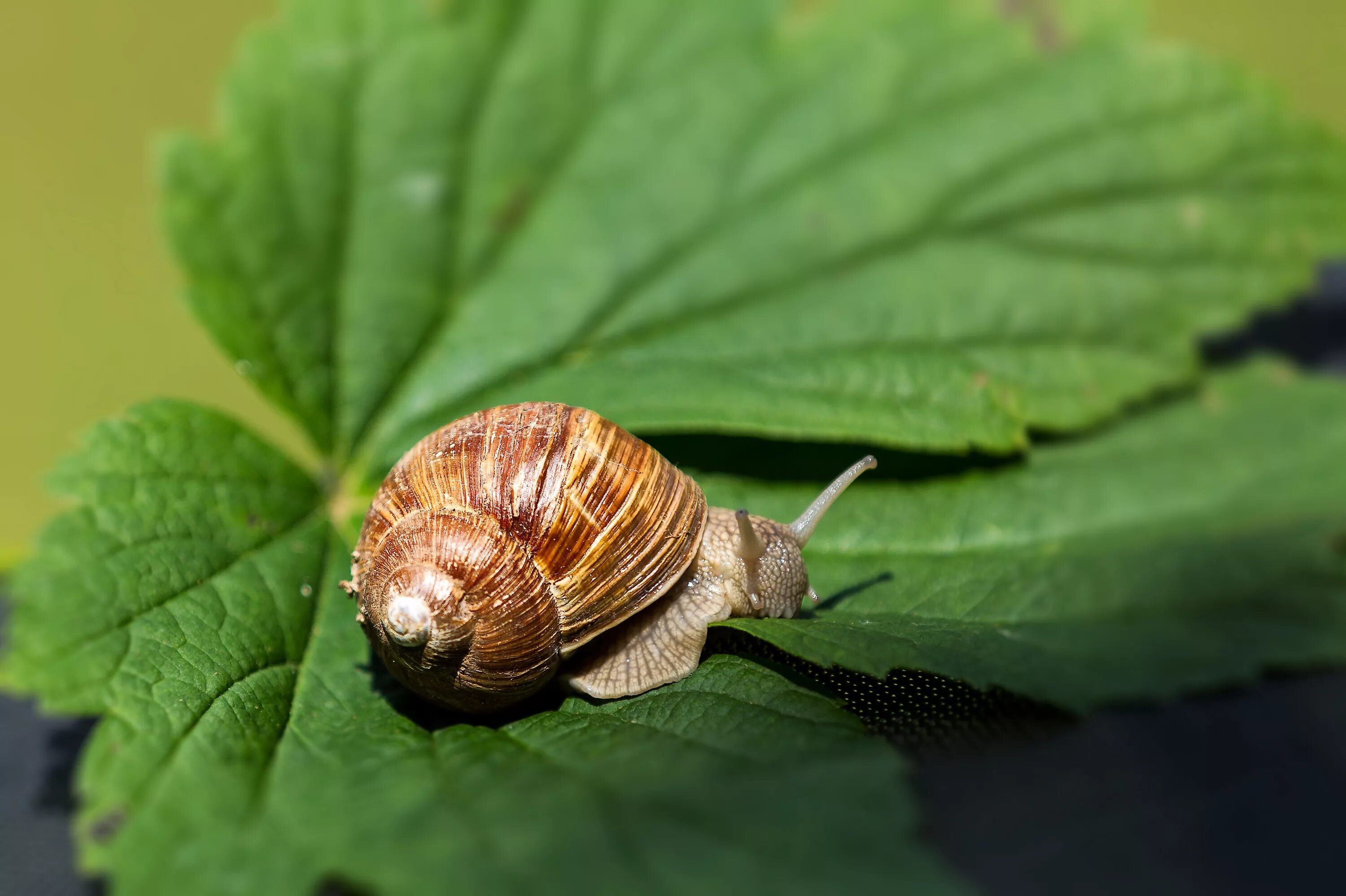 Улитка фото. Улитка на листе. Улитка вид сверху. Snail на листике. В первую минуту улитка проползла 11 см