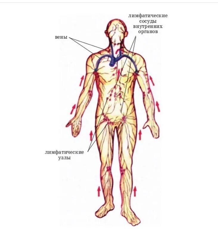 Лимфатическая система человека схема. Лимфатическая система человека. Крупнейшие лимфатические сосуды. Движение лимфы по лимфатическим сосудам схема. Рисунок строения лимфатической системы человека.