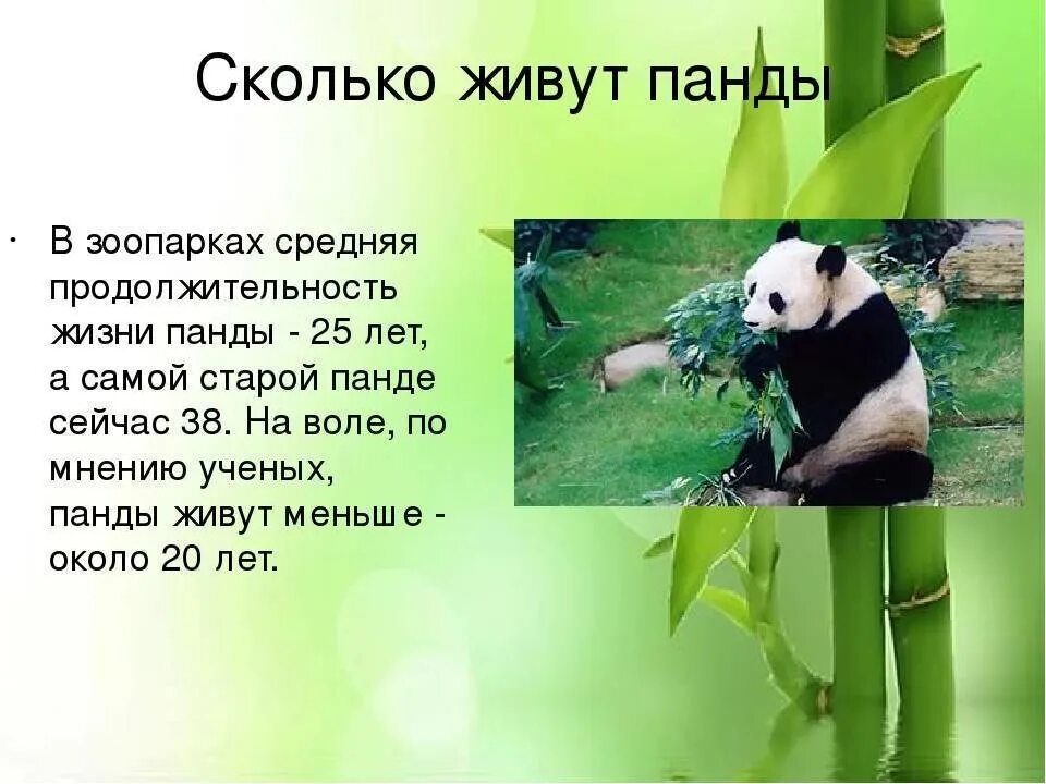 Интересные факты о пандах. Сколько живут панды. Рассказ о панде. Рассказ о большой панде.