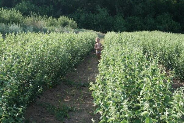 Вегетативный подвой айва анжерская. Семенной подвой. Клоновый подвой груши айва. Размножение клоновых подвоев. Подвой айва ва 29.