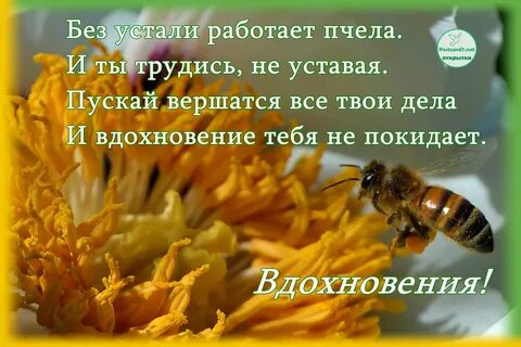 Как работает пчела