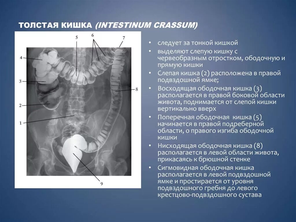 Подвздошная кишка. Подвздошная кишка рентген анатомия. Правая подвздошная область. Сигмовидная и подвздошная кишка. Терминальный отрезок подвздошной.