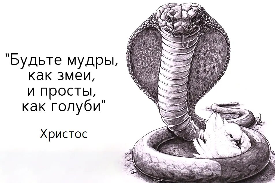 Простой как голубь мудрый как змей. Будьте мудры как змии и просты как голуби. Змея мудрость. Мудрый змей. Мудры как змеи.
