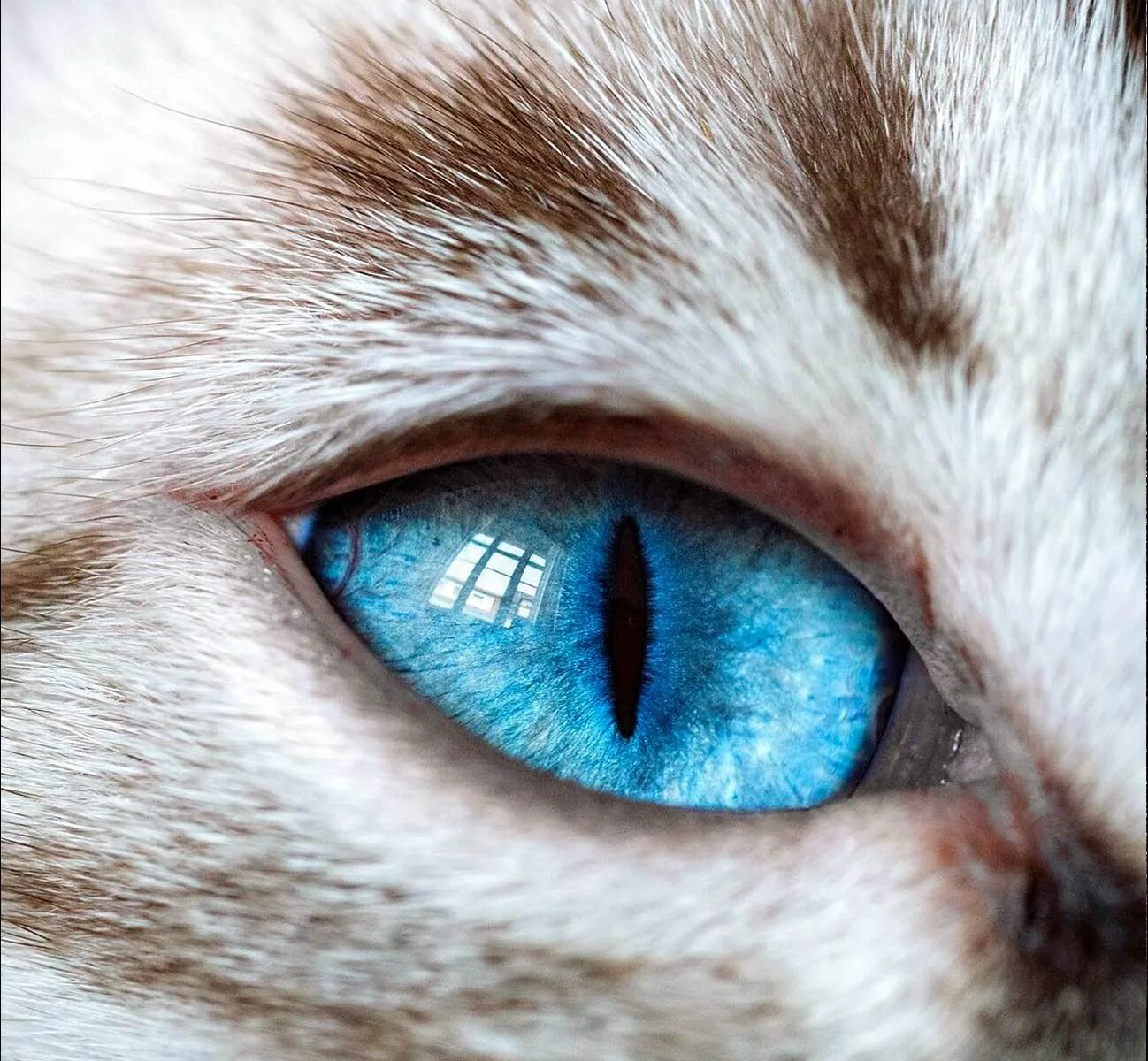 Глазки кошечки. Глаза кошки. Зрачок кошки. Кошачий глаз. Голубой кошачий глаз.