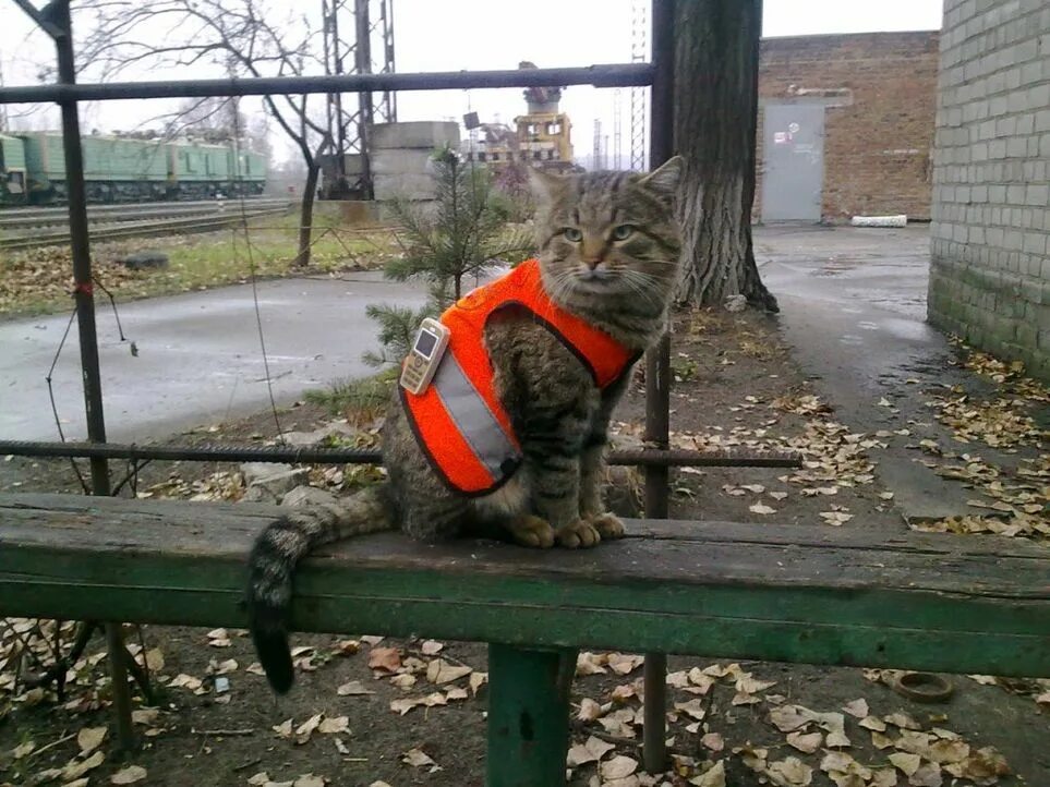 Кот железная дорога. Коты на железной дороге. Кот Железнодорожник. Смешной Путеец. Кот на железной дороге в форме.
