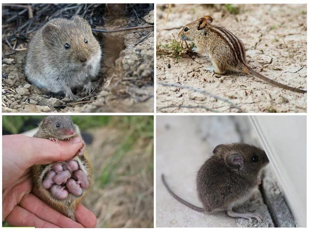 Какие типы мышей. Мелкие Грызуны. Подвиды грызунов. Мелкие Грызуны домашние. Разновидности мышей.