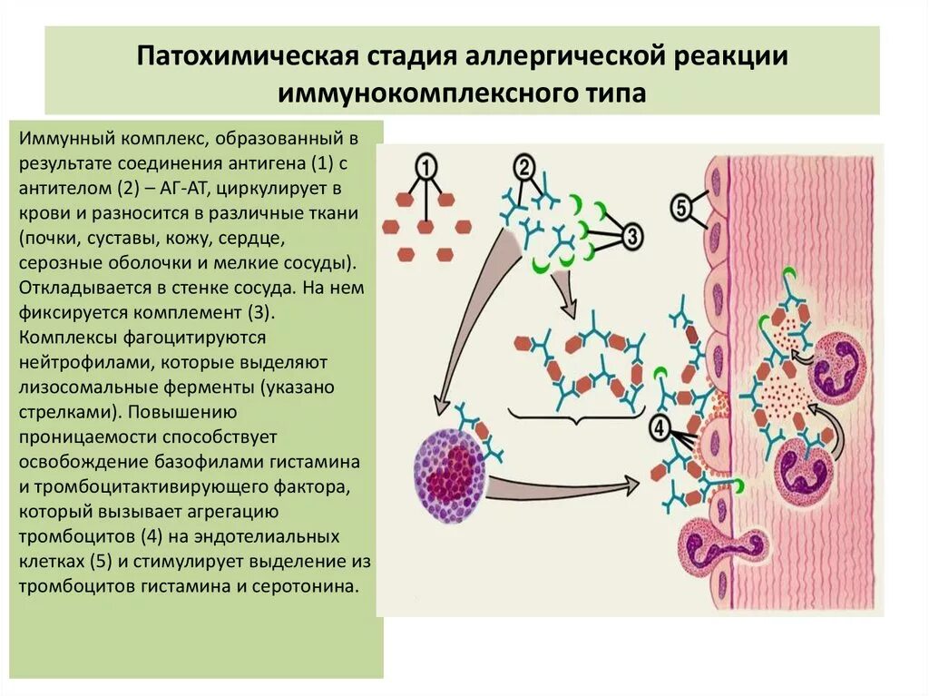 В первой стадии реакции. В патохимическую стадию аллергической реакции. Иммунологическая стадия аллергической реакции 2 типа. Патохимическая стадия аллергической реакции 1 типа. Второй Тип аллергической реакции иммунологическая стадия.