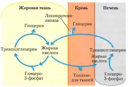 Особенности обмена глюкозы в печени. Инсулин и белковый обмен. Особенности метаболизма жировой ткани. Метаболизм жировой ткани. Метаболизм глюкозы в жировой ткани.