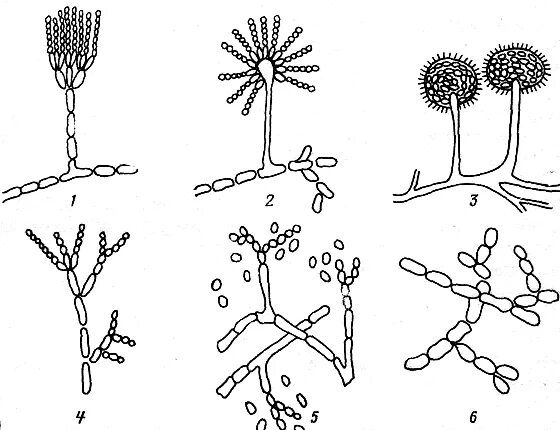 Мукор пеницилл аспергилл. Строение плесневого гриба пеницилла. Пеницилл и аспергилл. Плесневые грибы микробиология строение. Чем строение пеницилла отличается от строения хлебных