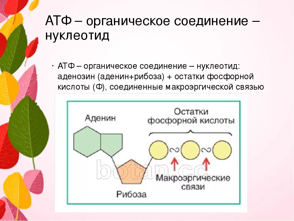 В атф заключено энергии. АТФ И другие нуклеотиды витамины. Органические вещества клетки АТФ. АТФ биология 10 класс. АТФ И другие органические вещества клетки 10 класс.