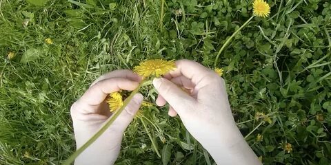 Что можно сделать из одуванчиков