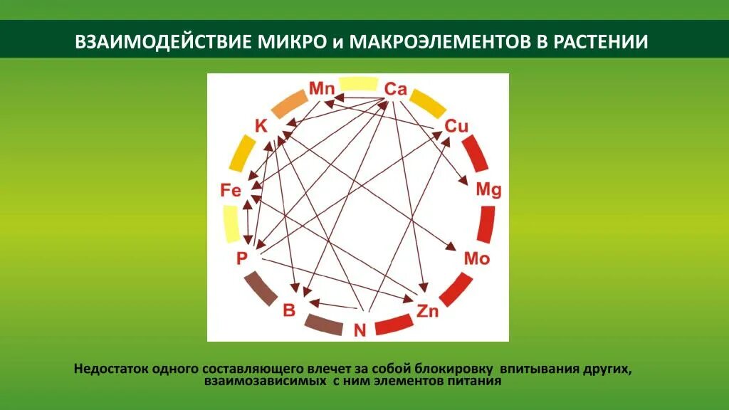 А также микро и. Взаимодействие микро и макроэлементов у растений. Макроэлементы для растений. Двенадцатизвенная цепь взаимозависимого возникновения. Микро и макроэлементы для растений.