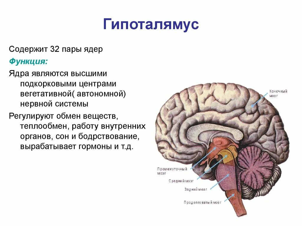 Центры ориентировочных зрительных рефлексов