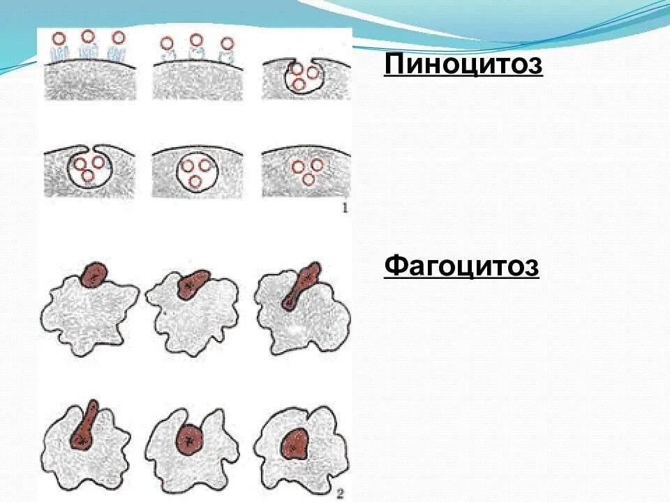 Фагоцитоз захват клеткой. Фагоцитоз и пиноцитоз. Схема фагоцитоза и пиноцитоза. Фагоцитоз пиноцитоз экзоцитоз. Процесс фагоцитоза и пиноцитоза.