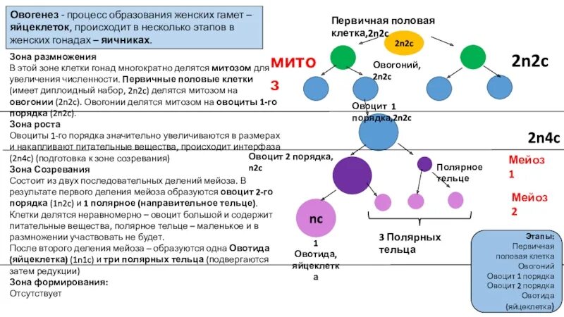 Процесс образования и созревания половых клеток. Первичные половые клетки. Половые клетки в гонадах. Овоцит II порядка. Овоцит 1 порядка.