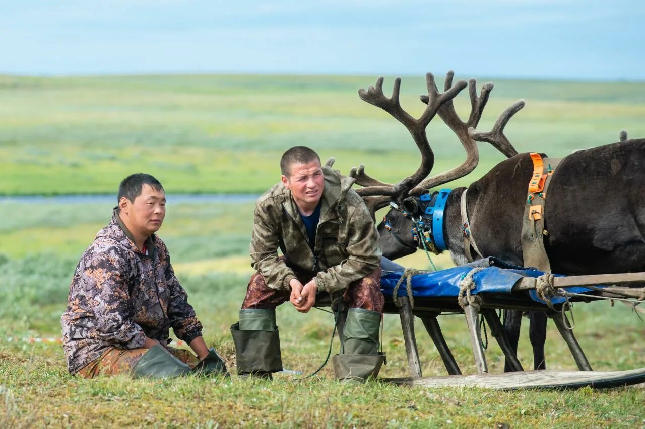 Олене праздник. Праздник оленевода в НАО. СПК Харп. День оленя в НАО.