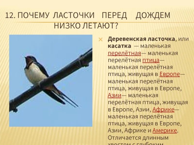 Текст про ласточку. Ласточки низко летают примета. Приметы про ласточек. Деревенская Ласточка. Ласточки летают низко перед дождем.