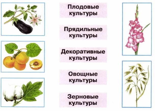 Распределите культурные растения по группам. Группы растений дикорастущие и культурные. Дикорастущие и культурные растения. Дикорастущие и культурные растения окружающий мир 2 класс Плешаков. Дикорастущие и культурные растения 2 класс окружающий мир.