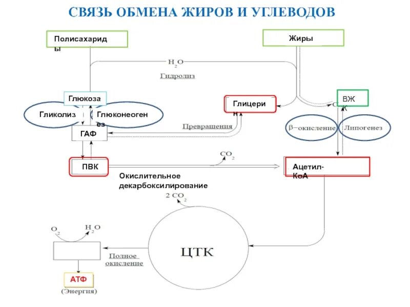 Connection exchange. Схема превращения углеводов в жиры. Схема белкового жирового углеводного обменов. Углеводный обмен схема биохимия. Взаимосвязь углеводного и белкового обменов.