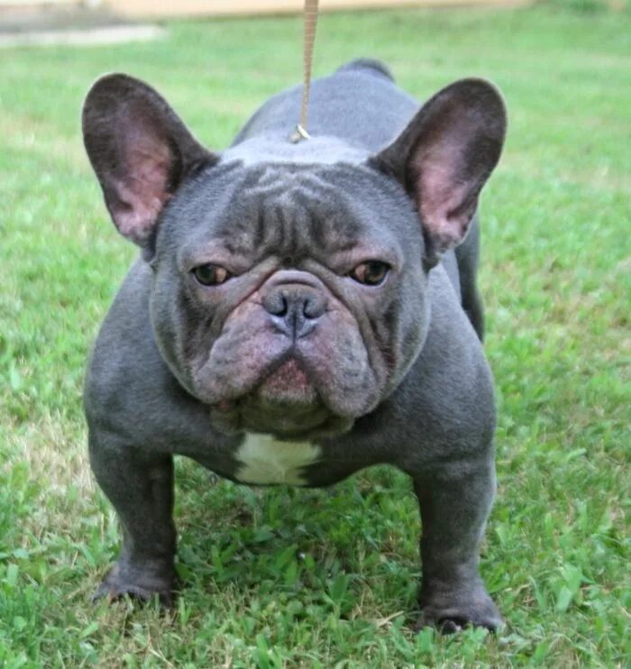 Download free photo of French bulldog, puppy, pet, animal, pedigree - from needp