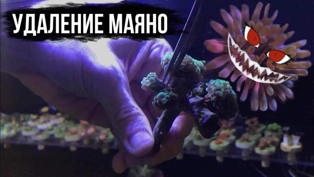 Айптазия. Аптазия морской аквариум. Аптазия морской аквариум. Анемон айптазия. Маяно маяны.