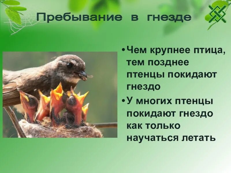 Размножение птиц. Размножение и развитие птиц 7 класс презентация. Сезонные явления в жизни птиц. Размножение и развитие птиц 7 класс биология.