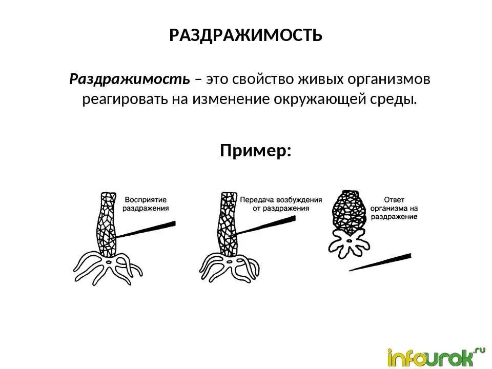 Отражение раздражимость чувствительность. Раздражимость. раздражимость организмов. раздражимость свойство живых организмов. раздражимость это в биологии.