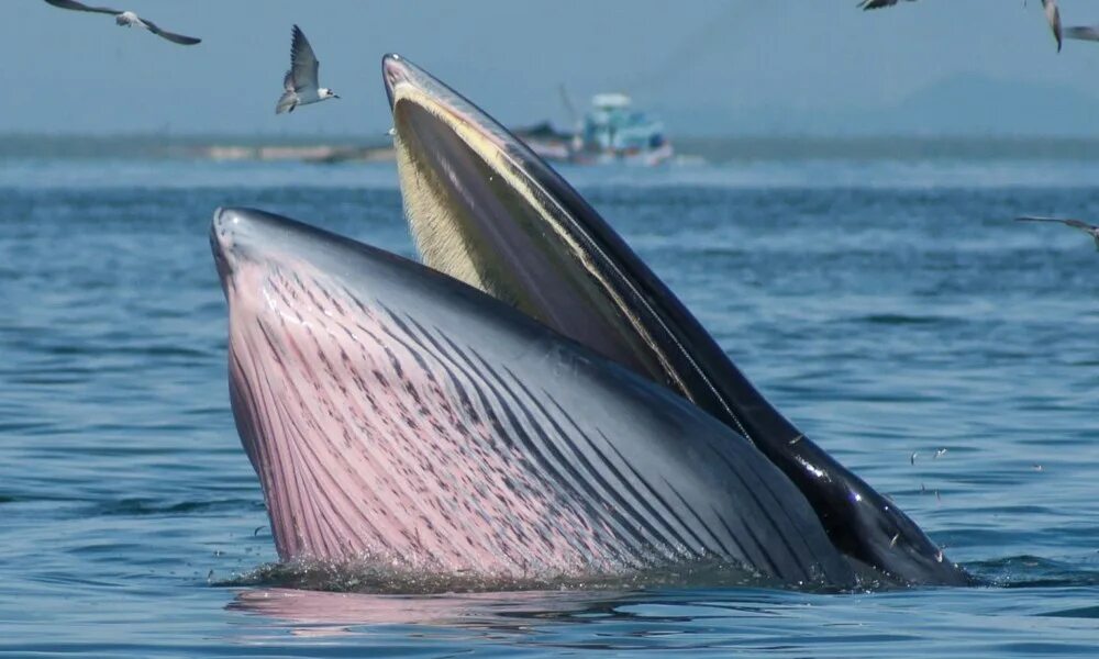 синий кит цедильный аппарат. усатые киты и зубатые киты. челюсть гренландского кита. китовый ус синего кита. есть ли у кита зубы.