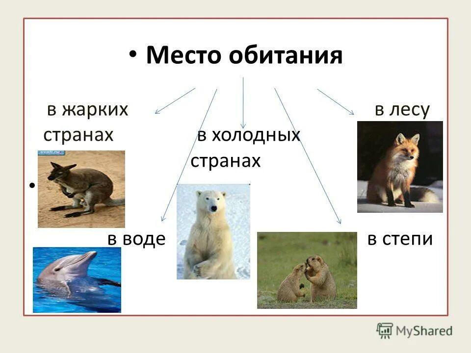 Обитатели суши. Типы млекопитающих. Млекопитающие презентация 6 класс 8 вид. Млекопитающие презентация 6 класс 8 вид. Отряд первозвери представители.