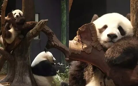Panda event