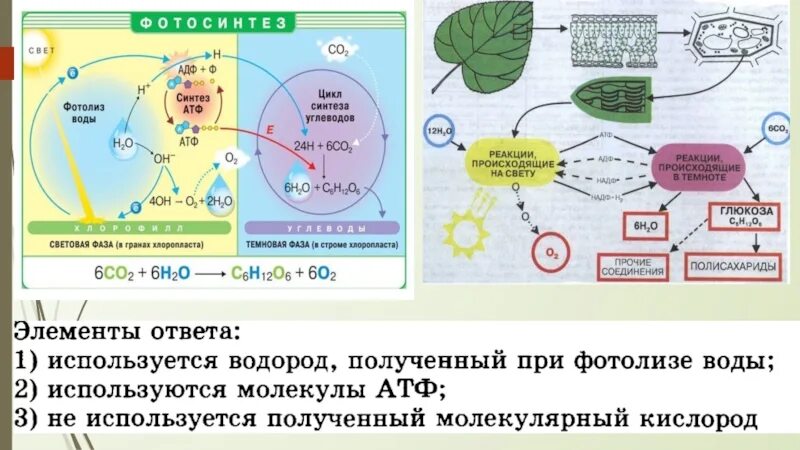 В световую фазу фотосинтеза происходит синтез. Фотолиз воды схема. Схема процесса фотосинтеза. Фотолиз воды происходит. Фотолиз воды фотосинтез.