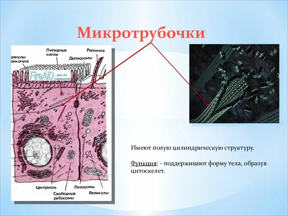 Микротрубочки органоиды. Микротрубочки какой органоид. Цитоскелет. Строение и функции микротрубочек.
