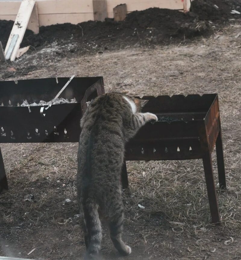Кот шашлык читать. Кот шашлык. кот шашлычник. смешные коты и шашлыки. кошка на мангале.