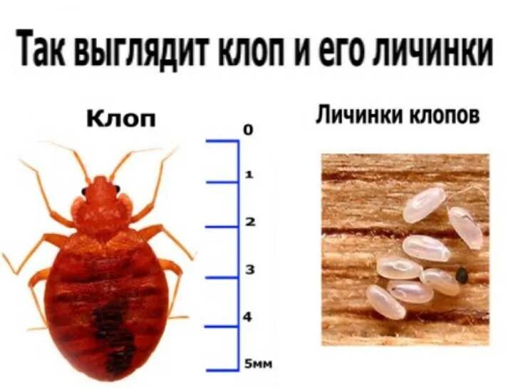 Как выглядит самка клопа. Постельный клоп строение. самка постельного клопа. постельный клоп личинка.