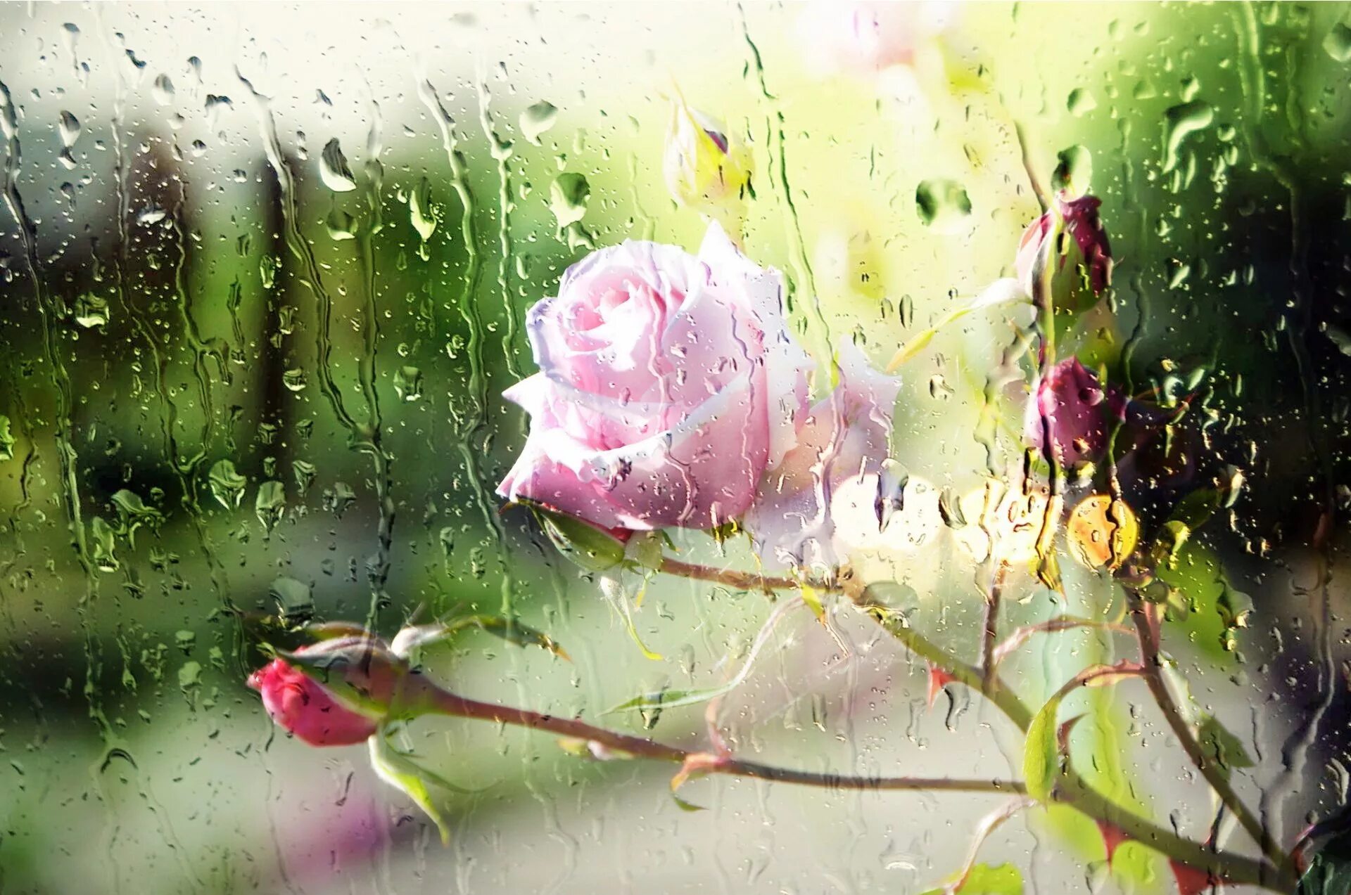 Дождик ласково. Летний дождь. Открытка летний дождь. Цветы под дождем.