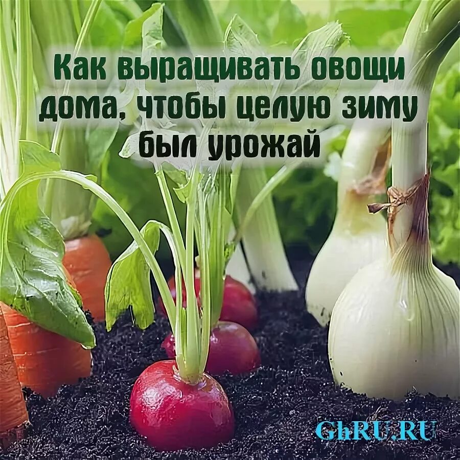 всходы моркови на грядке. дача сад огород. овощные растения нашего края. какой овощ выращивали. овощи на грядке.