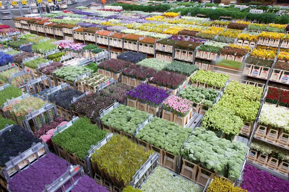 Рынок совхоз. Цветочный аукцион floraholland в голландии. зеленстрой старый оскол. оптовая база цветов совхоз имени ленина. склад цветов.