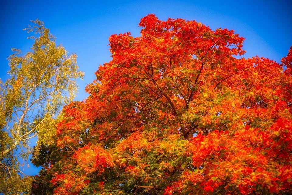 Bright fall tree in the park free image download