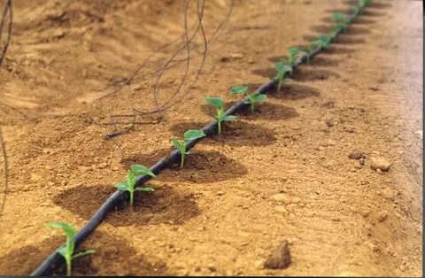 Drip irrigation