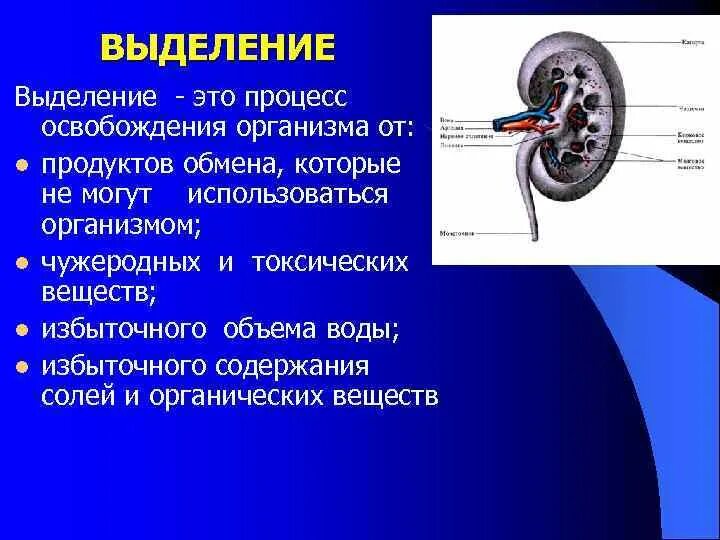 Процессы выделения человека