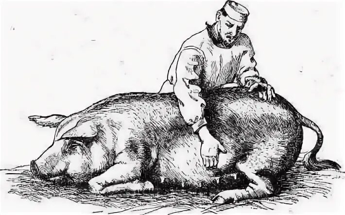 Исследование свиньи
