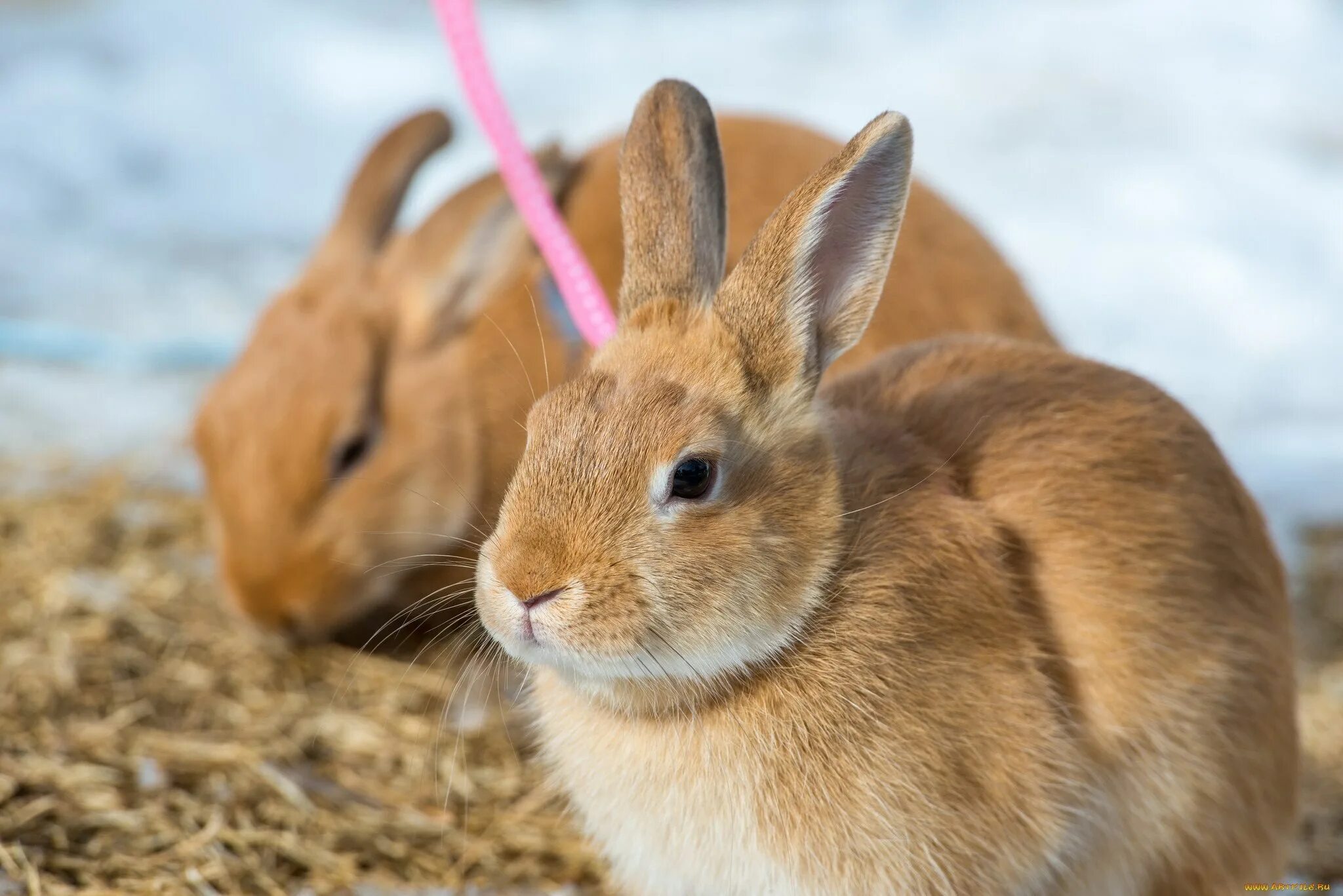 Animals rabbit. Заяц на рабочий стол. Заяц красный. Популярные зайцы. Картинки на рабочий стол животные кролики.