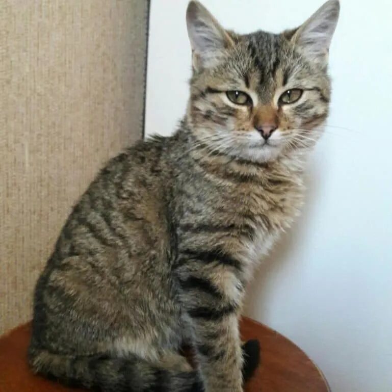 московский крысолов кошка. сибирская крысоловка кошка. сибирский крысолов серый кот. сибирский крысолов кошка. кот крысолов порода.