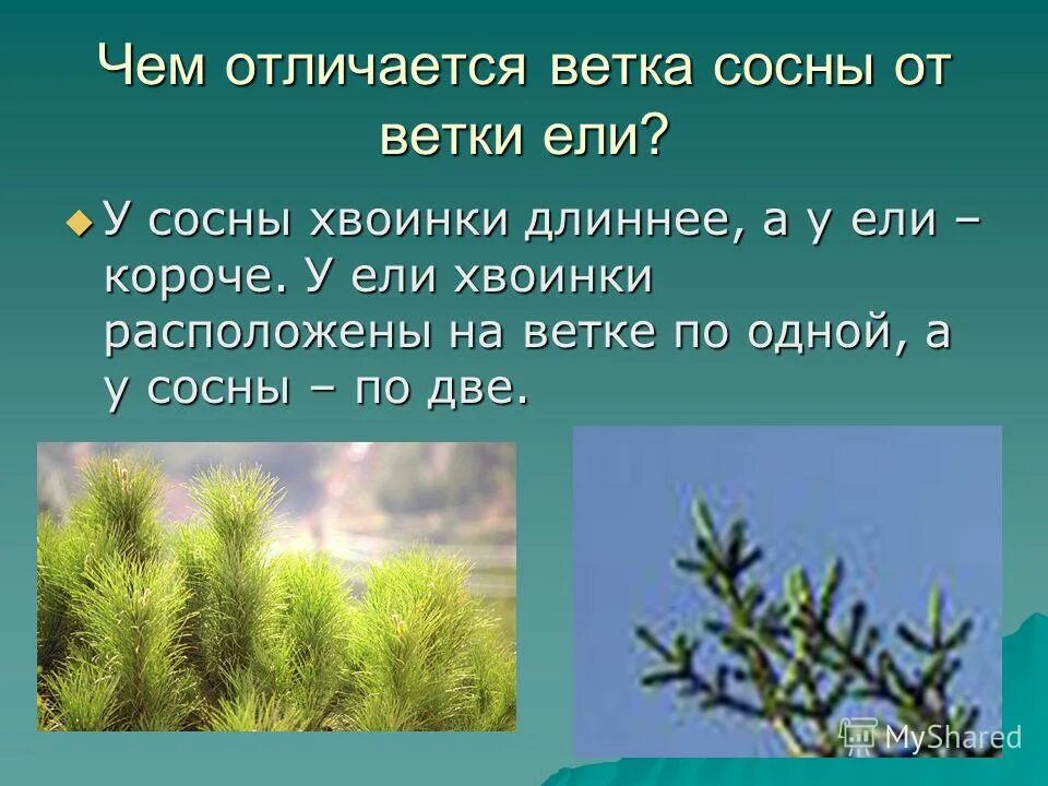 Чем отличаются хвойные. Чем отличается сосна от ели. Чем отличается ель от сосны. Разница между ветками ели и сосны. Отличие хвои от сосны.