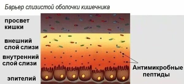 Слизистый слой кишки. Кишечный Барье. Кишечный барьер. Слизистый слой кишечника. Слизисто-эпителиальный барьер кишечника.